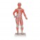 Figura muscular, 1/3 de su tamaño natural - 3B Smart Anatomy