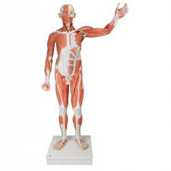 Figura muscular masculina de tamaño natural, desmontable en 37 piezas