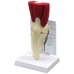 Modelo de rodilla con músculos