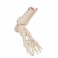 Esqueleto del pie con partes de tibia y fibula articulado flexiblemente - 3B Smart Anatomy