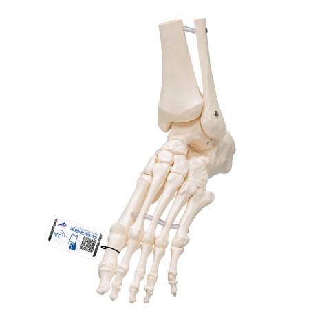 Esqueleto del pie con partes de tibia y fibula articulado flexiblemente - 3B Smart Anatomy