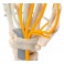 Main avec tendons, nerfs et canal carpien