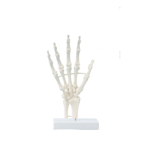 Esqueleto de mano, modelo de bloque