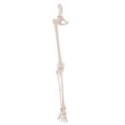 Esqueleto de pierna con media pelvis