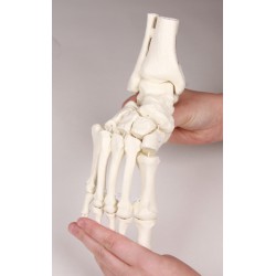 Esqueleto de pie con inserción de tibia y peroné, flexible