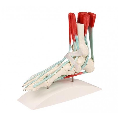 Esqueleto del pie con aparato tendinoso