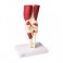Articulación de la rodilla, tamaño natural, con músculos