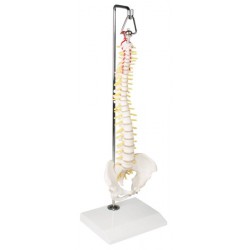 Columna vertebral en miniatura sobre soporte colgante