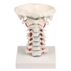 Columna vertebral cervical con soporte