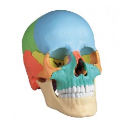  Modelo de cráneo osteopático, 22 partes, versión didáctica