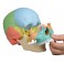  Modelo de cráneo osteopático, 22 partes, versión didáctica