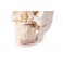Modelo de cráneo para odontología y cirugía oral