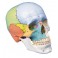 Cráneo didáctico. 3 piezas