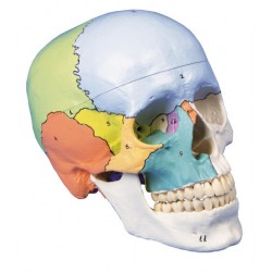 Crâne didactique. 3 pièces