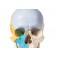 Cráneo didáctico. 3 piezas