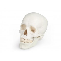 Modelo de cráneo. 3 partes 
