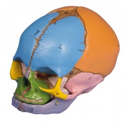 Cráneo fetal didáctico, semana 38