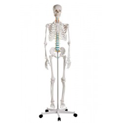 Esqueleto escolar "Oscar"