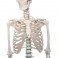 Squelette de l'école "Oscar