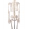 Squelette de l'école "Oscar