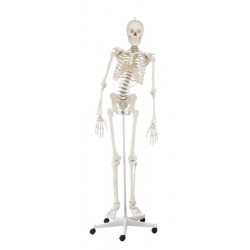 Esqueleto "Hugo" con columna vertebral móvil