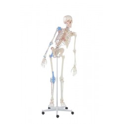 Esqueleto “Max” con columna móvil, marcas musculares y ligamentos