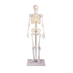 Esqueleto en miniatura "Tom"
