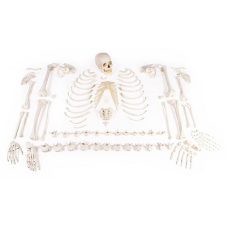 Esqueleto, sin ensamblar (colección de huesos)