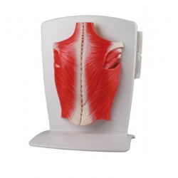 Modelo de músculo de la espalda. 4 piezas