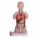 Torso en miniatura, 16 partes, sexo dual