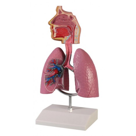 Sistema respiratorio humano