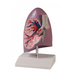 Mitad de pulmón, tamaño natural