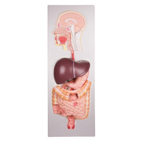 Sistema digestivo humano, 5 partes