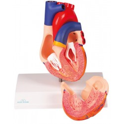 Modelo de corazón, tamaño natural, 2 partes