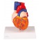 Modelo de corazón, tamaño natural, 2 partes