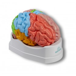 Modelo de cerebro funcional y regional, tamaño natural