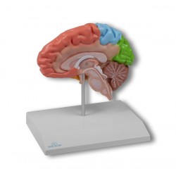 Mitad del cerebro regional, tamaño natural