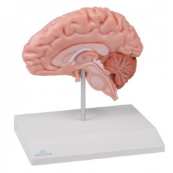 Mitad del cerebro anatómico, tamaño natural.