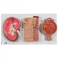 Le rein, le néphron, les canaux sanguins et le corpuscule rénal - 3B Smart Anatomy