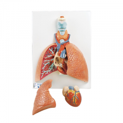 Modelo del pulmón, 5 piezas - 3B Smart Anatomy