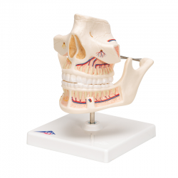 Dentadura de adulto - 3B Smart Anatomy