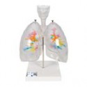 Modelos del Sistema Respiratorio