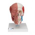 Modelos de Cráneos Humanos